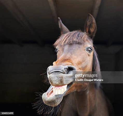 4,552 Funny Horses Stock Photos & High